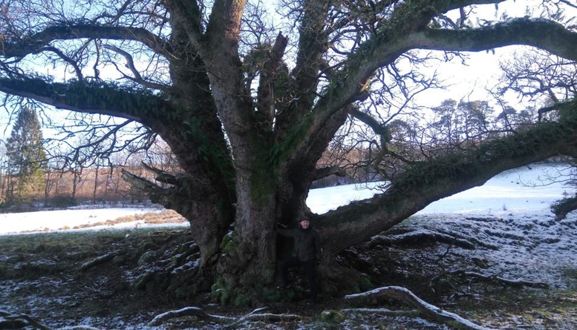 large oak