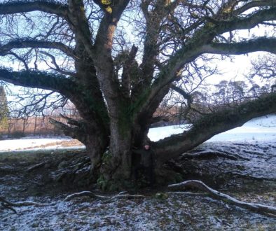 large oak